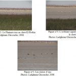 Ecologie et occupation spatio-temporelle de l’avifaune aquatique du chott EL Hodna
