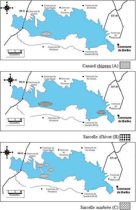 Occupation spatiale du Chott El Hodna par le Canard chipeau (A), la Sarcelle d'hiver (B) et la Sarcelle marbrée 