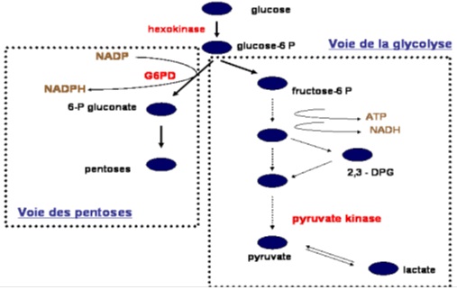 Métabolisme du Glucose