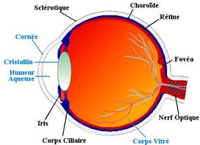 Coupe anatomique de l’œil