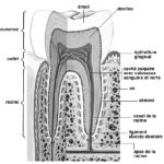 Coupe d’une dent (molaire)
