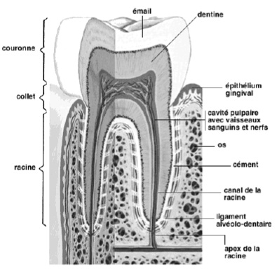 Coupe d’une dent (molaire)