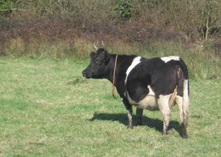 Bretonne Pie Noir exploitation bovine