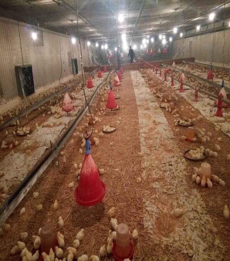 Bâtiment d'élevage de poulet