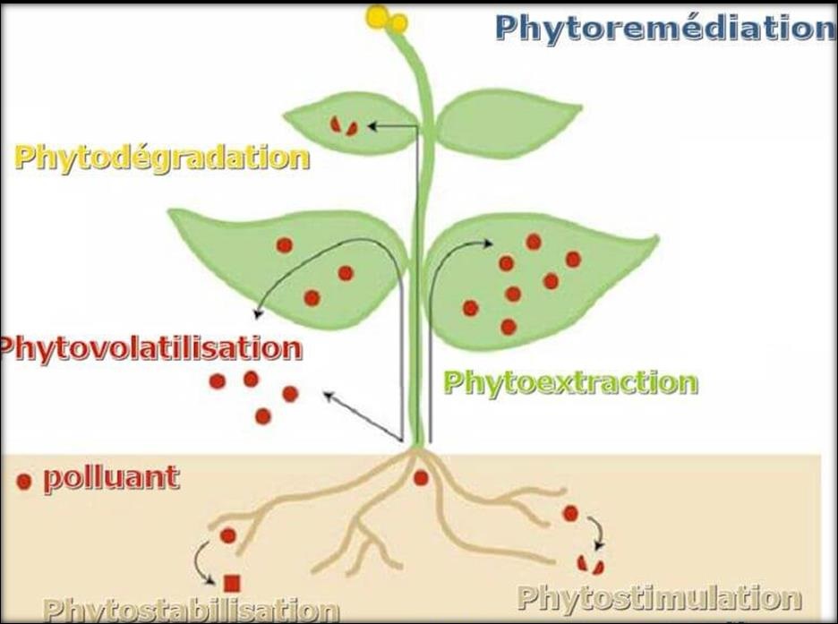 Les principes de la phytoremédiation