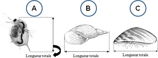Aperçu longueur totale de Daphnia magna (A), Lymnaea stagnalis (B) et de Dreissena polymorpha (C)