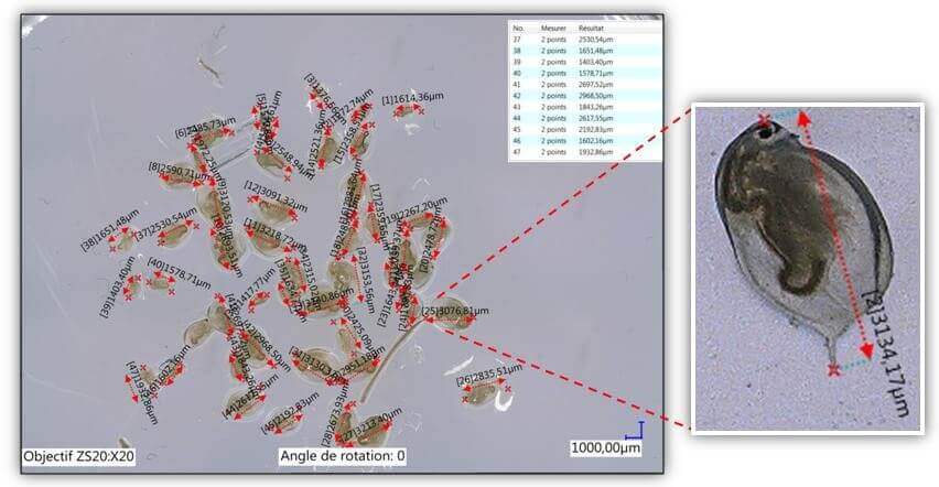 Mesures de Daphnia magna au microscope électronique