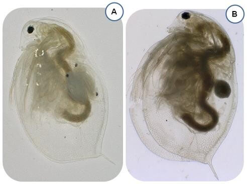 Nombre d’œufs de Daphnia magna en fonction des facteurs de stress (gauche) et photos de daphnies (A = non contaminées portant des embryons et B= contaminées portant un œuf) en fin d’exposition.