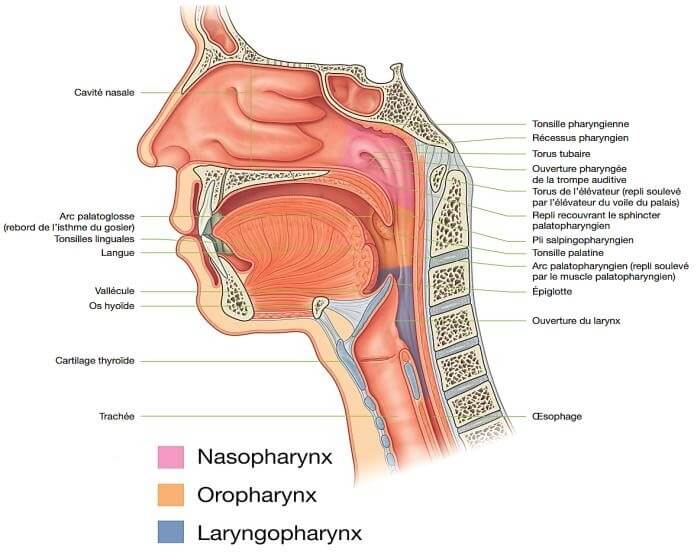 Anatomie du Nasopharynx cavum