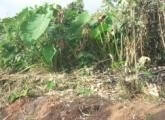 Lombricompostage des déchets Yaoundé - Pieds de macabo