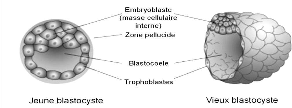 Le blastocyste est composé d'une masse cellulaire interne et d'une couche de cellule trohphoblastique extérieur
