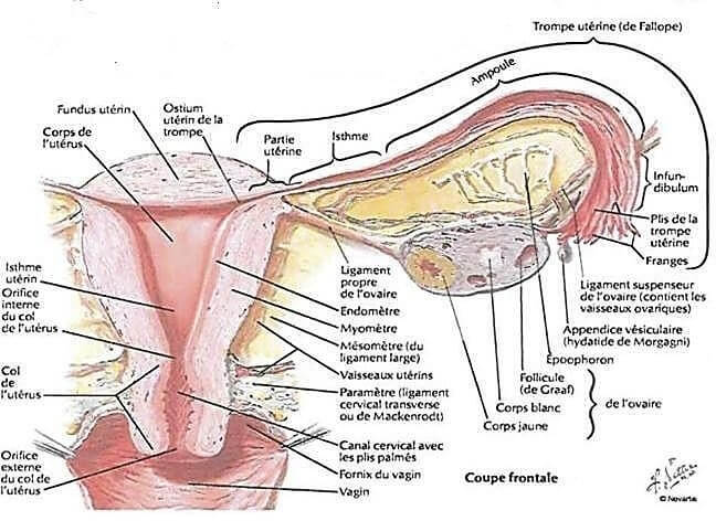 L'utérus et les ovaires : physiologie de la reproduction - 0Anatomie de l’appareil génitale féminin