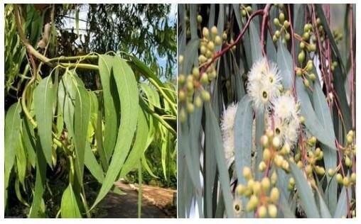 Photographie des feuilles d'Eucalyptus globulus