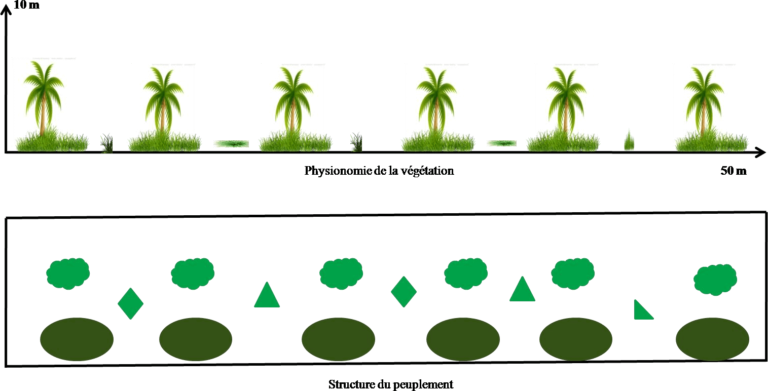 Transect végétal en palmeraie