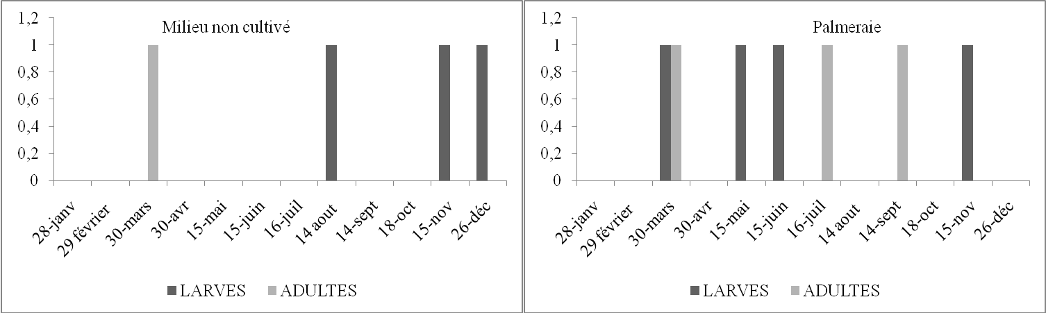 Nombre de larves et d'imagos d'Acrotylus patruelis par 45m2 en fonction du temps dans deux stations d'étude