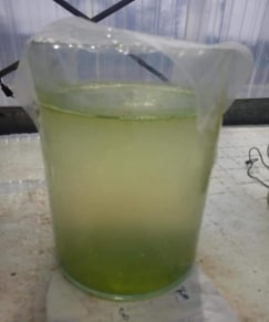 Changement de couleur de l‘eau après la dégradation de végétal et la prolifération des algues