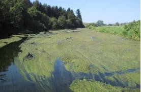 Prolifération d’algues en surface l’eau
