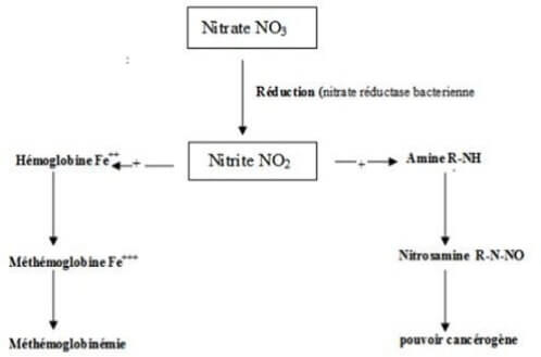 Relation entre nitrate et nitrite et risque pour la santé (Soberka et al, 1995)