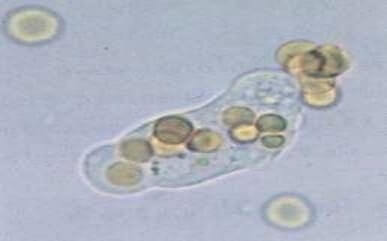 parasites observation microscopique