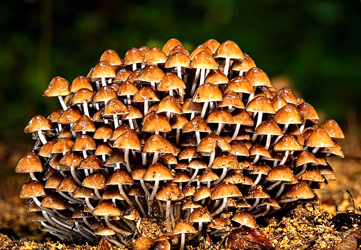 Enzymes cellulolytiques en Algérie : étude des zones humides
