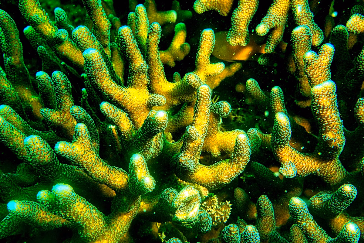 Pollution des écosystèmes aquatiques au Bénin