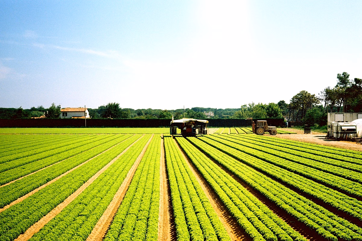 Limites de l'agriculture durable : enjeux et défis
