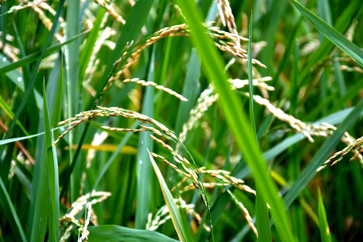 Rendement riz pluvial : Étude des 45 lignées au Mali