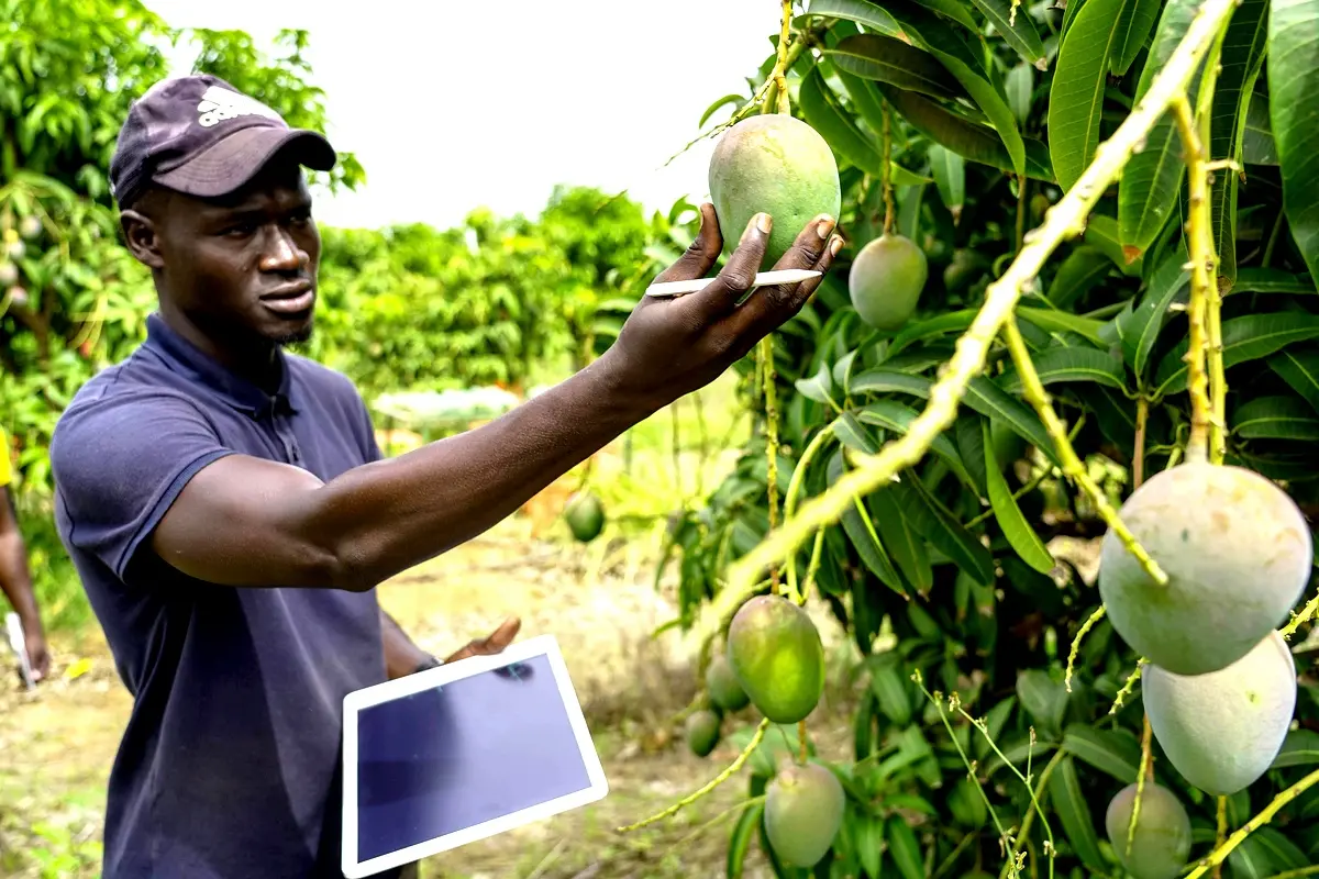 Impact de la variabilité climatique sur l'agriculture à Mayo Dallah