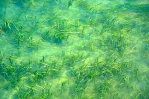 Méthodologie d'analyse des zones humides classées Ramsar