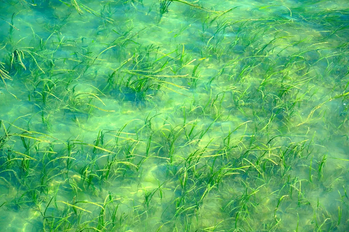 Méthodologie d'analyse des zones humides classées Ramsar