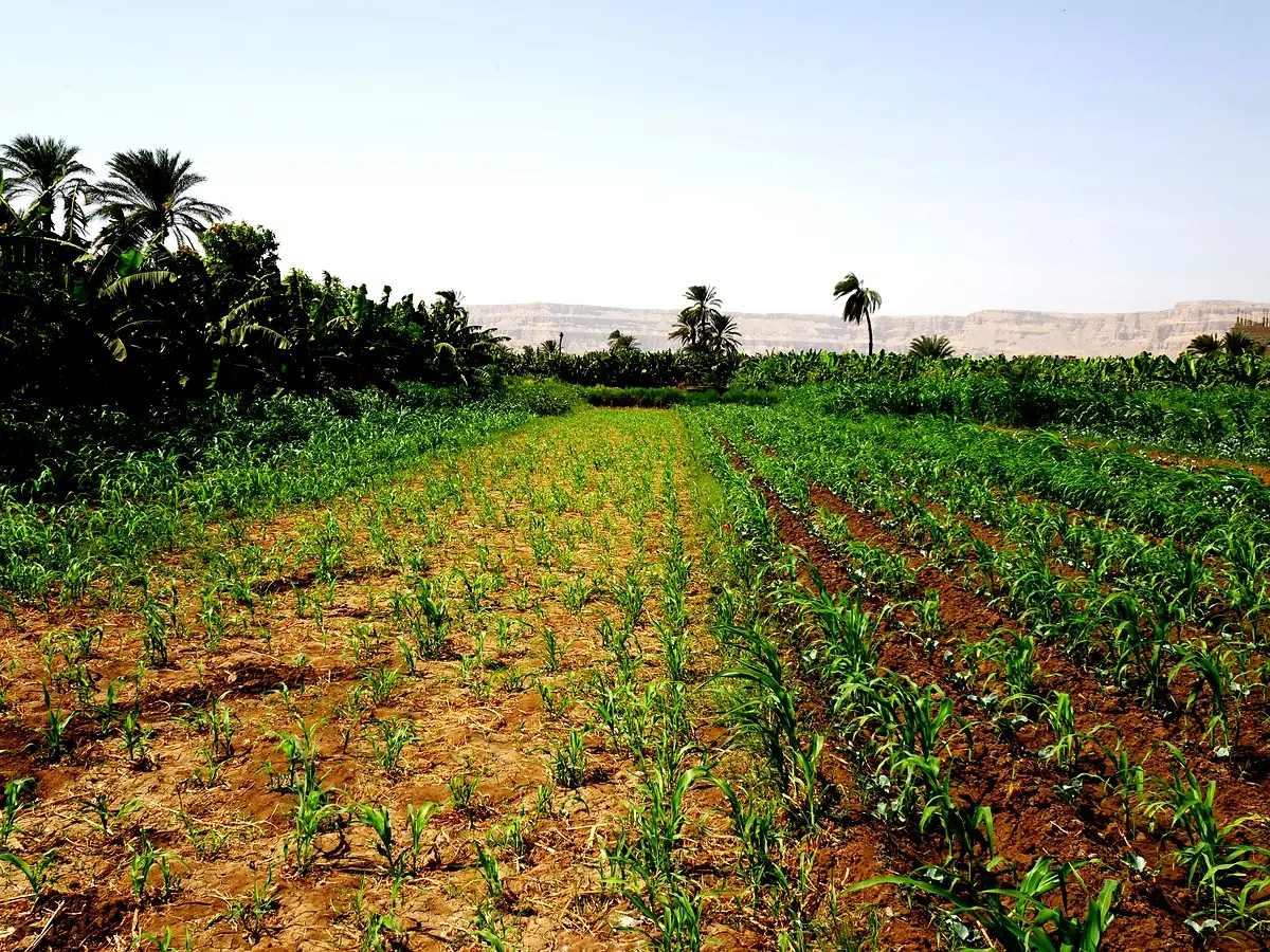 Initiatives paysannes au Maroc : Solutions innovantes pour Tiddas