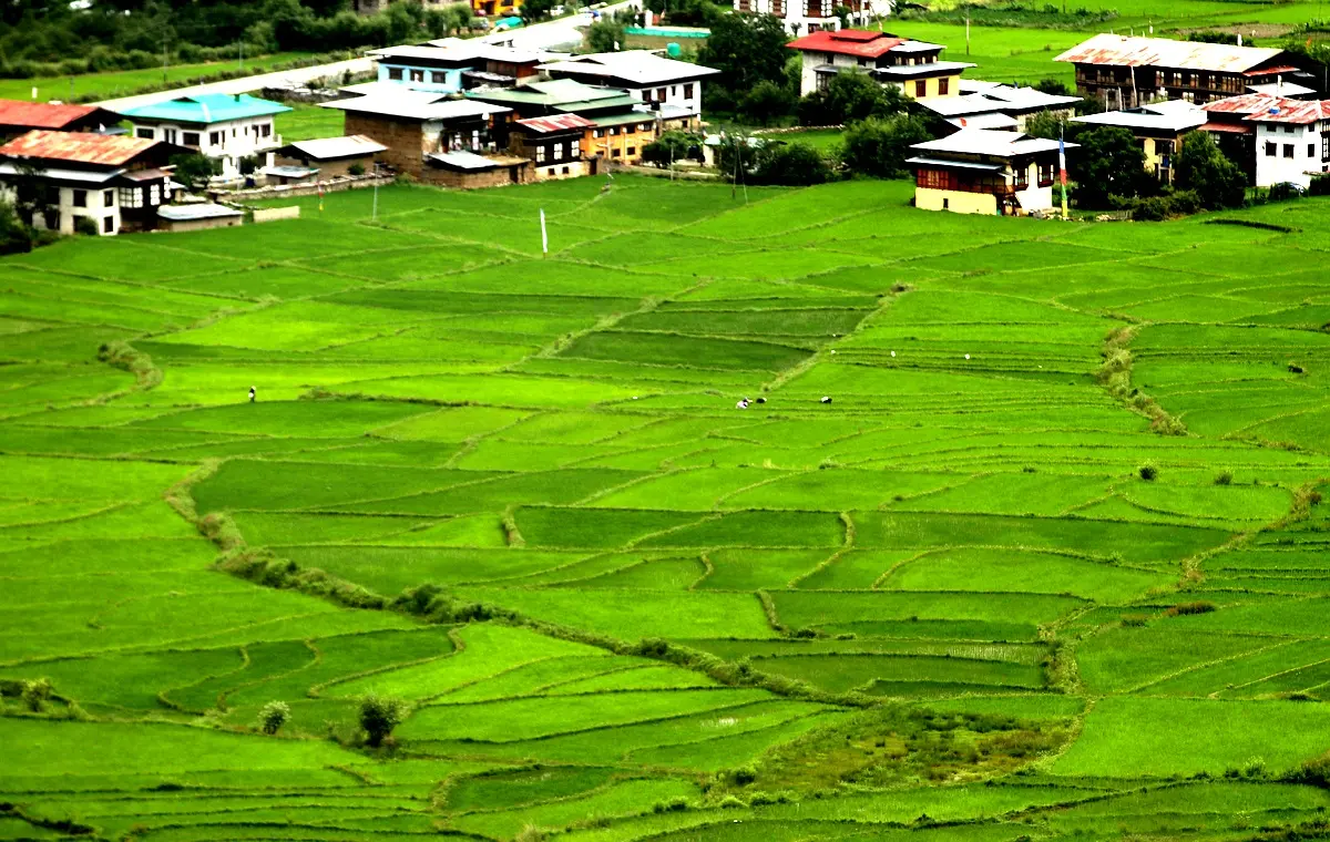 Analyse comparative des innovations foncières au Sud-Kivu
