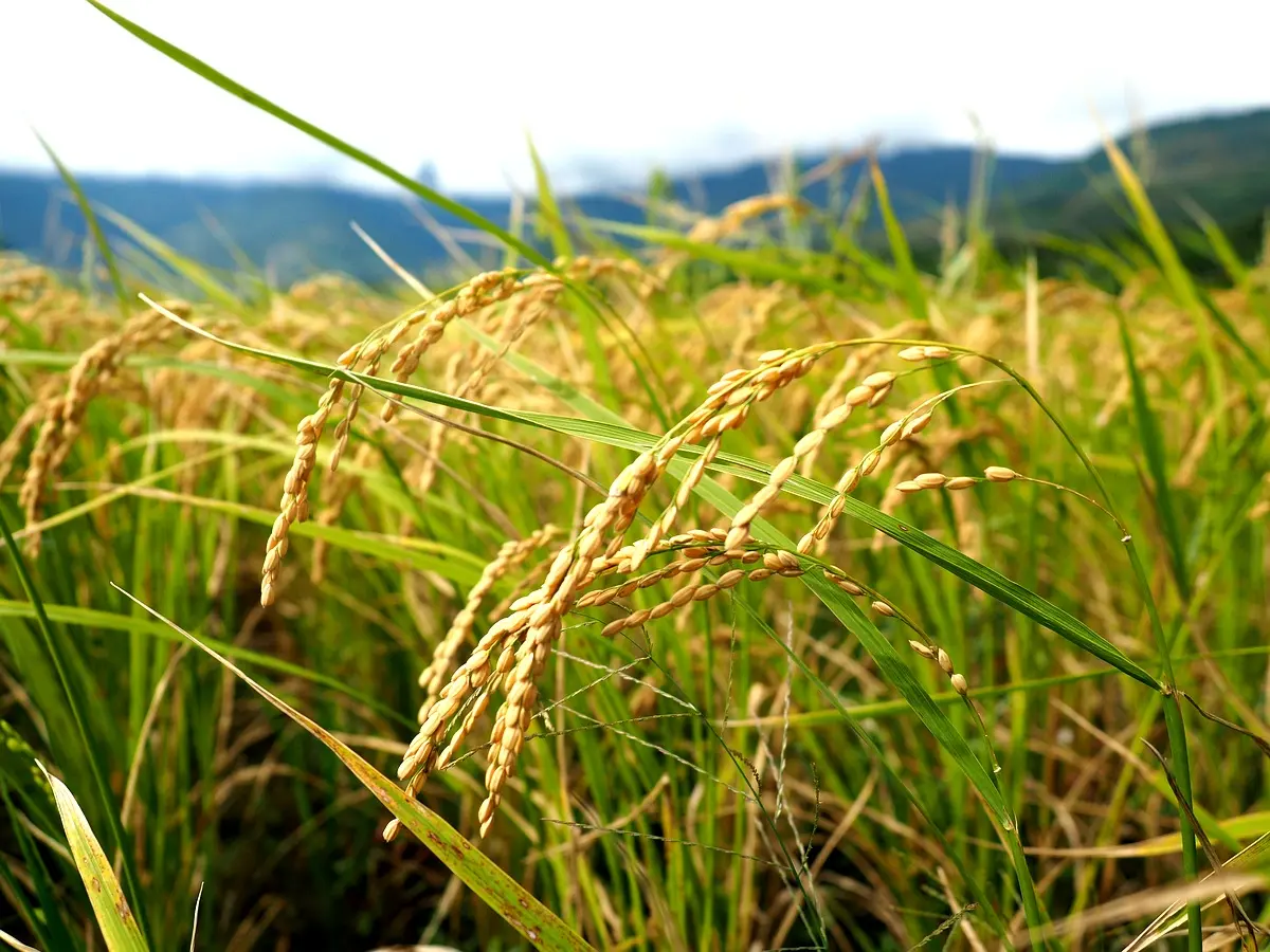 Cadre théorique : performances du riz en SRT et SRI