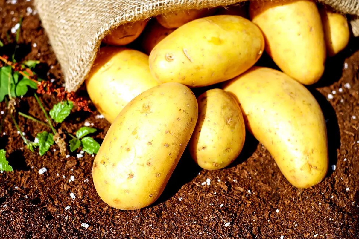 Applications Pratiques des Variétés de Pomme de Terre au Cameroun
