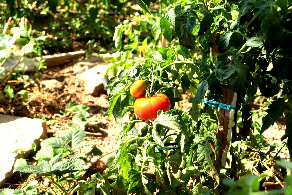 Applications pratiques pour la lutte contre les maladies de la tomate