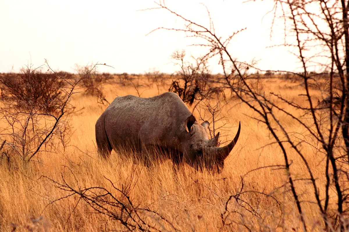 Case Study on Poaching Assessment in Kahuzi-Biega