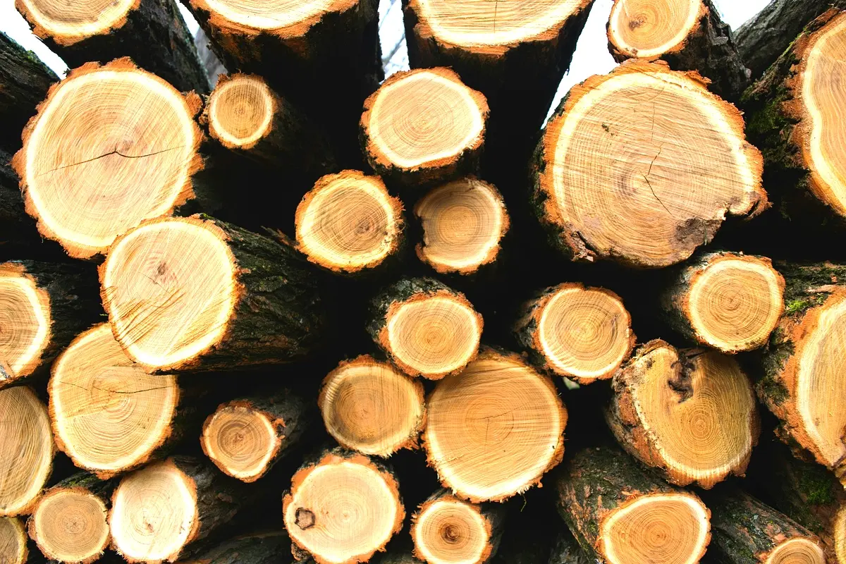 Stratégies de mise en œuvre OLB pour la scierie INDUSBOIS